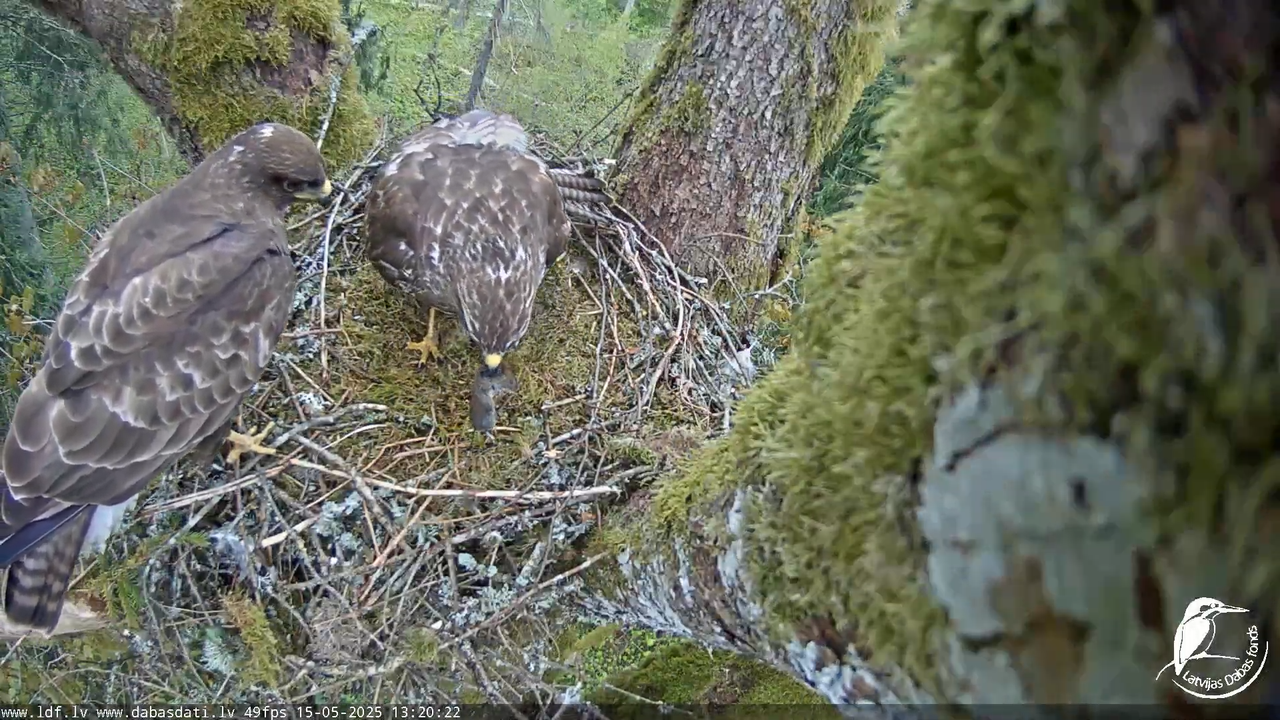 Melnās klijas (Milvus migrans) Kurzemē_ peļu klijāni (Buteo buteo) 12-0-42 screenshot