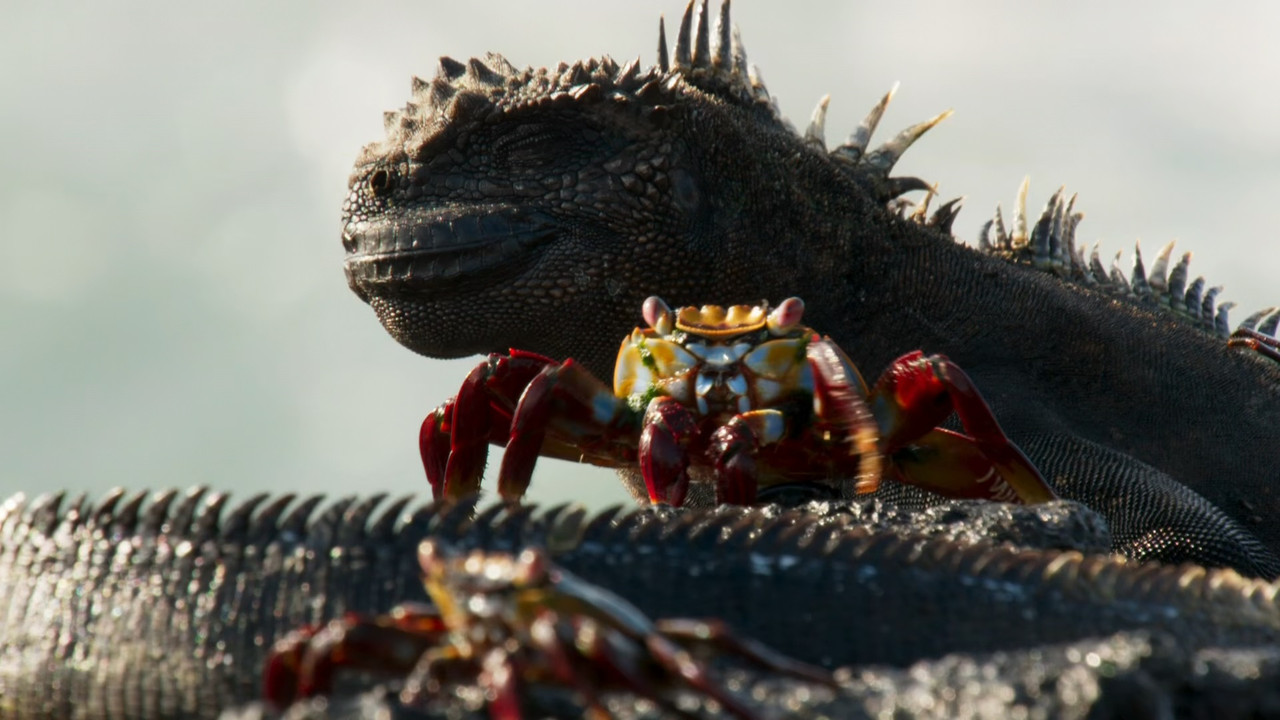 Planet Earth II S01E01 Islands (1080p x265 10bit Tigole).mkv_sna