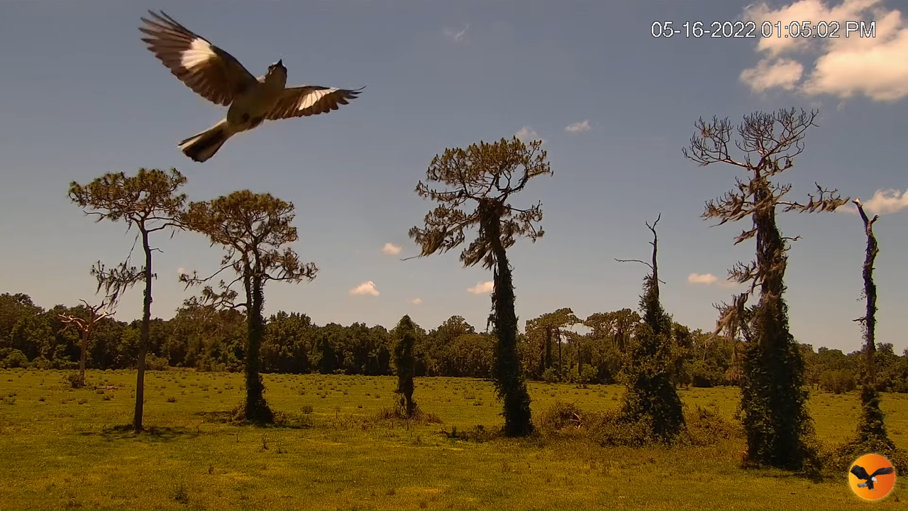 EC Cow Cam 12-59-37 screenshot (6)