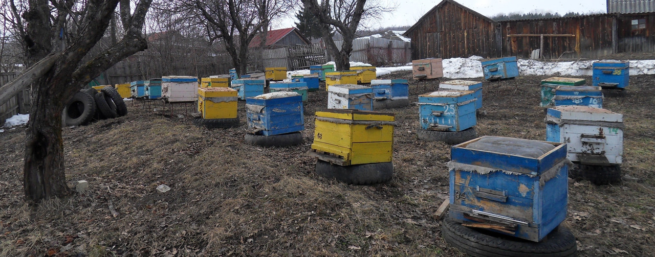 облет пчел 23 марта 2014 год