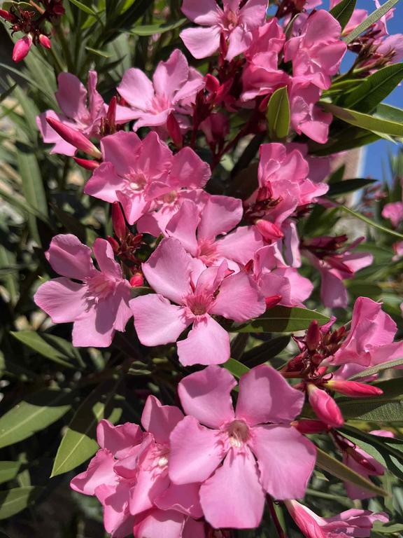 516147862 3191438037670695 2200297617329483620 n