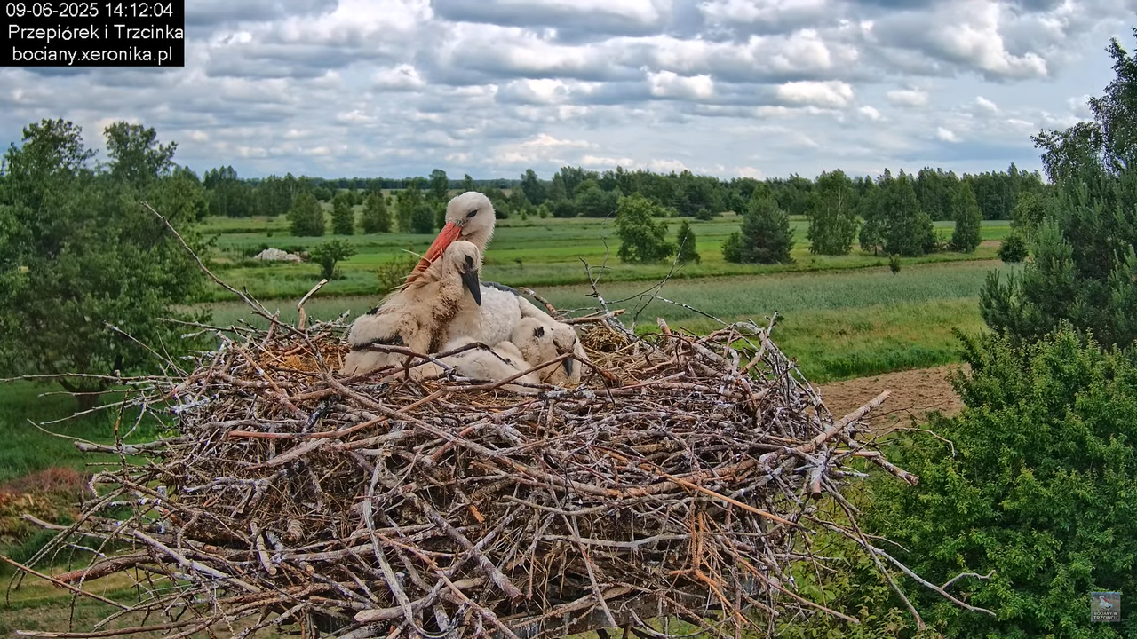09062025bociany35