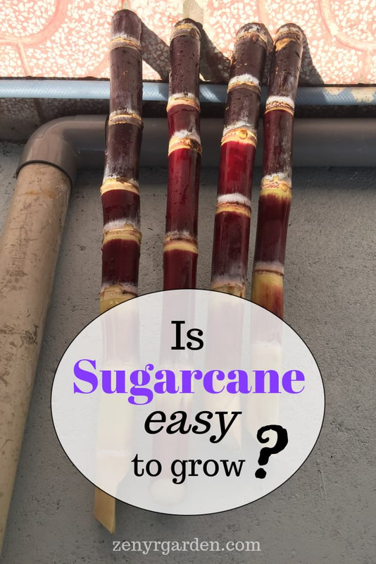 is-sugarcane-easy-to-grow-pin.jpg