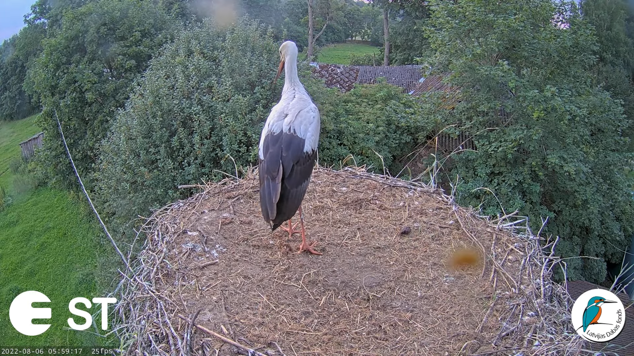 Baltie stārķi (Ciconia ciconia) Tukuma novadā - LDF tiešraide __ White storks in Tukums, Latvia 7-55