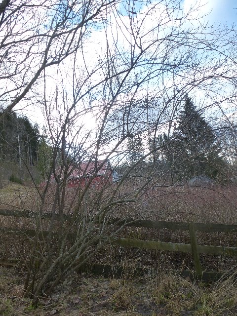 Bilde