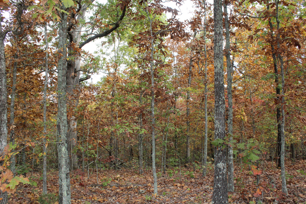 🌟 Hill Top Bliss in Izard County AR: .73 Acres near Premier Attractions Await! 🌟