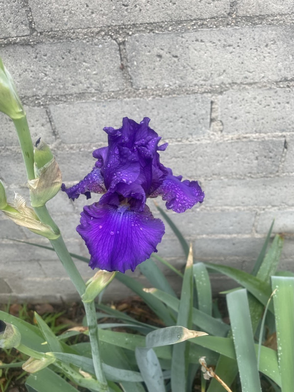 3328D232-2DB9-44B7-B408-133C82549557_1_105_c