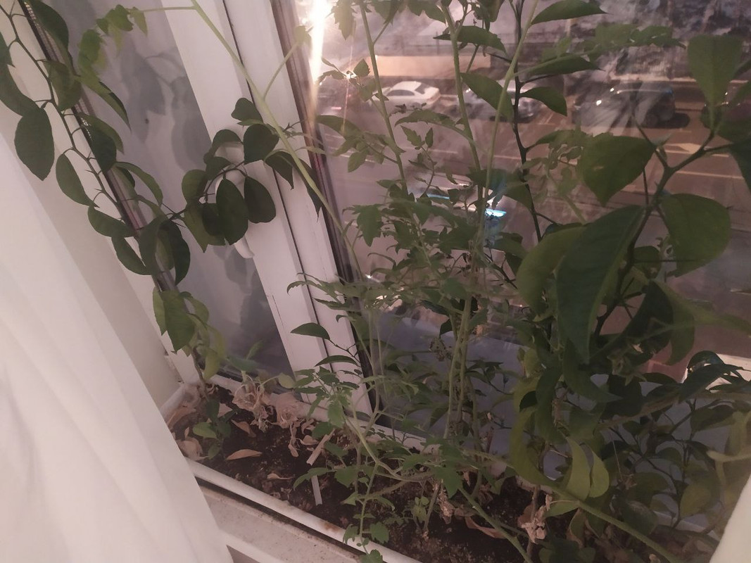 photo_2022-11-28_17-39-11 (2)