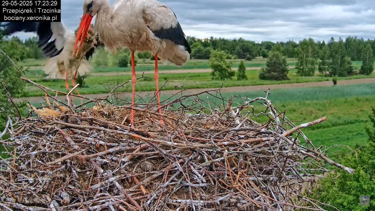 29052025bociany27
