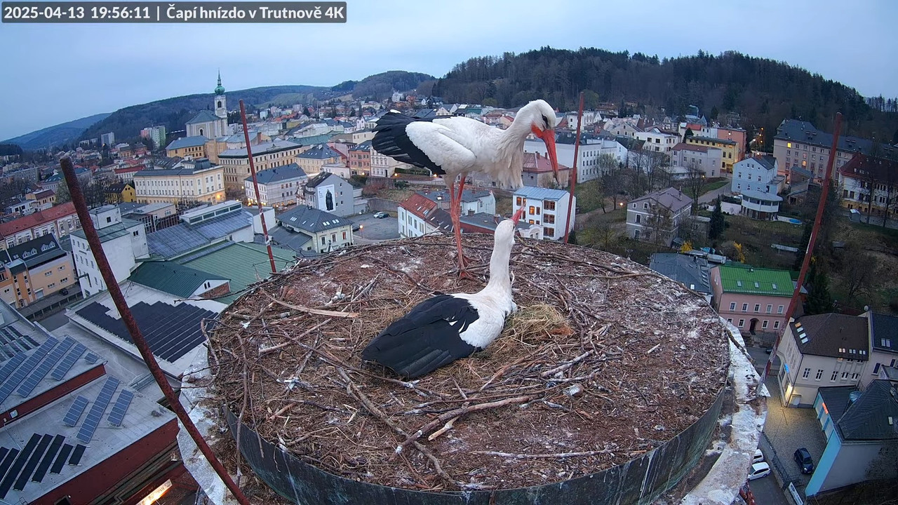 Tiešraidē no stārķa ligzdas uz alus darītavas skursteņa Trutnovā 15-34-19 screenshot