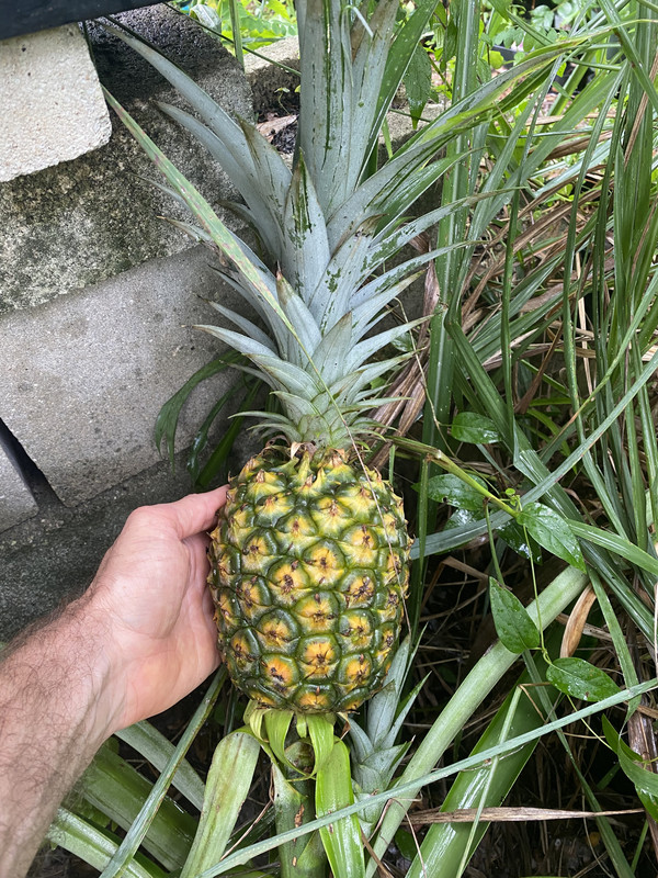 J42 Pineapple2
