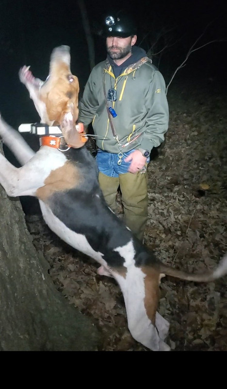 Ukc treeing cheap walker classifieds