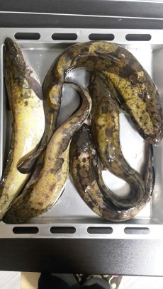 Налим ноябрь 2017