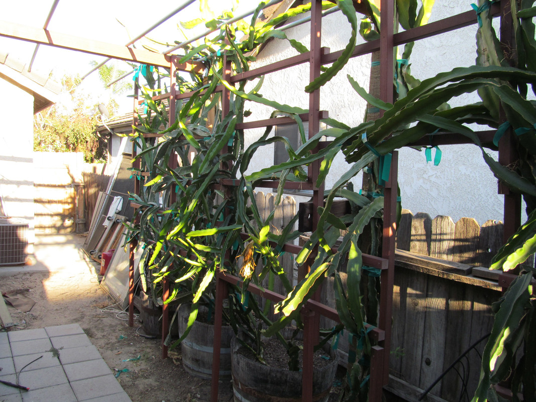 plants 005
