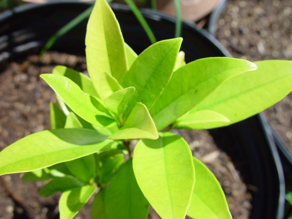 UNADJUSTEDNONRAW_thumb_555e