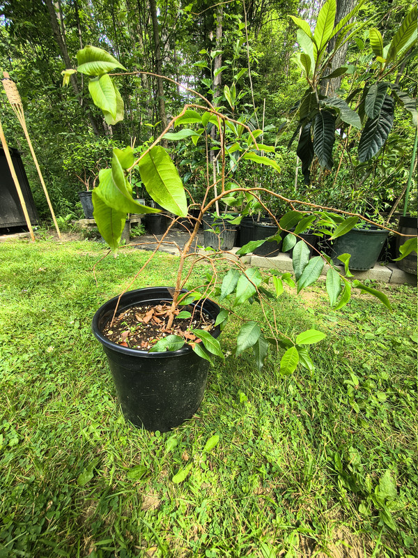 IMG 20260703 110611363 HDR