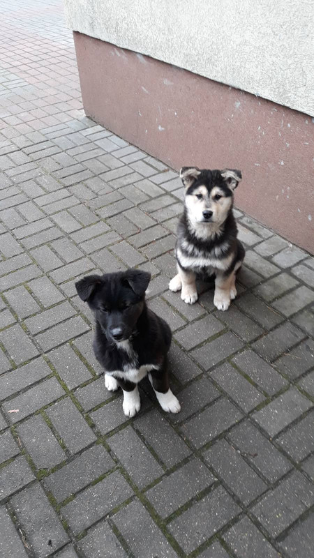 изображение_viber_2020-01-31_18-42-08