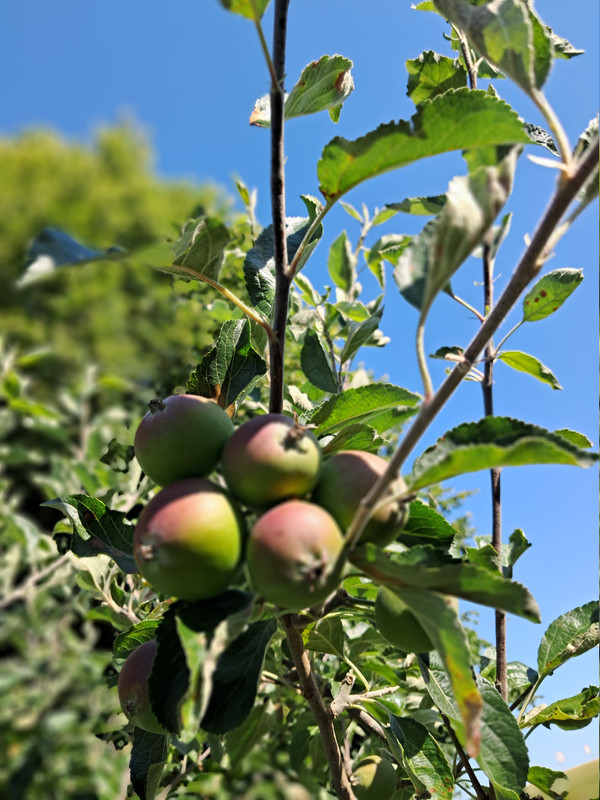 Apples