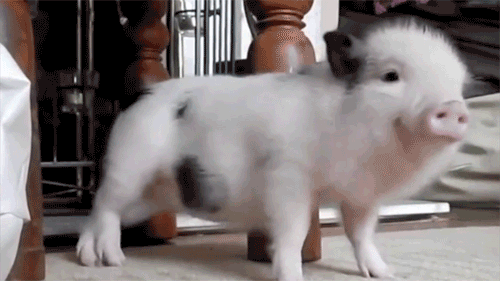 thepig_dancing.gif