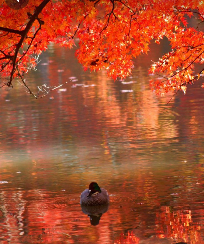 Screenshot_20231128_002140_Pinterest