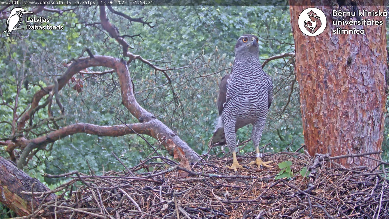 Vistu vanags (Accipiter gentilis) BKUS teritorijā – 2. ligzda 13-2-41 screenshot