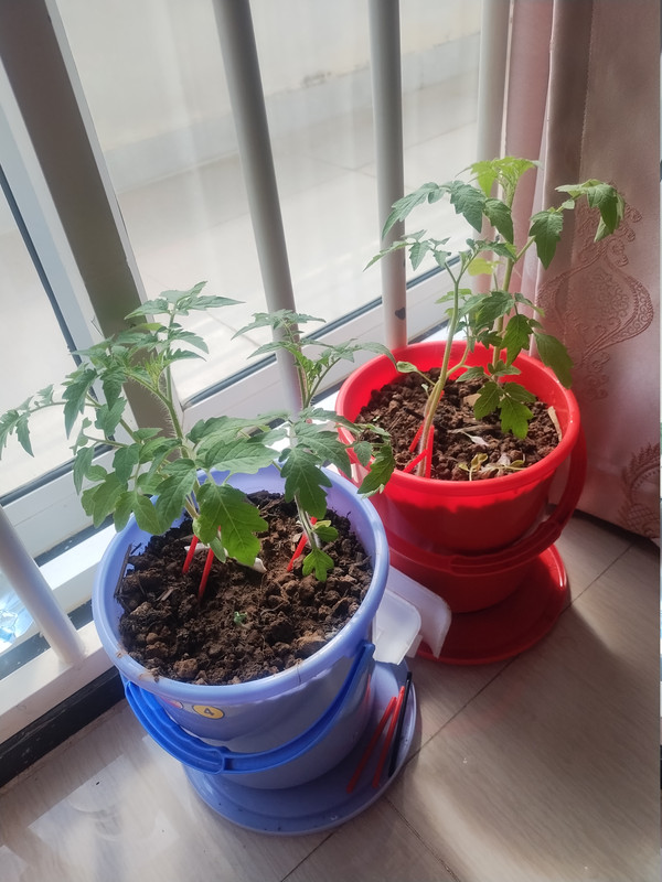Tomatoes260913