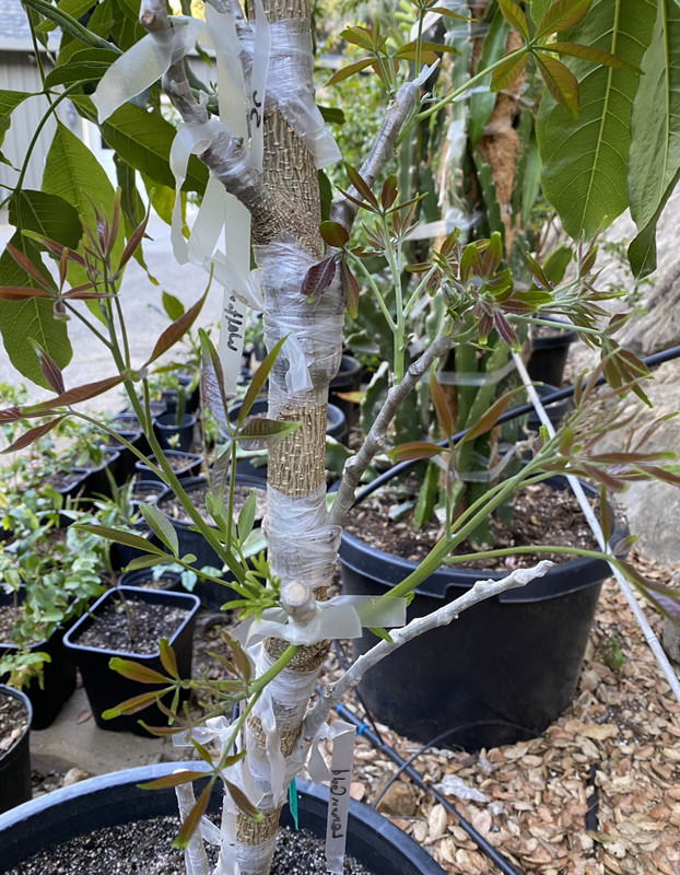 0EBDC18B-9278-478B-B36D-5A2E3EEC2F32