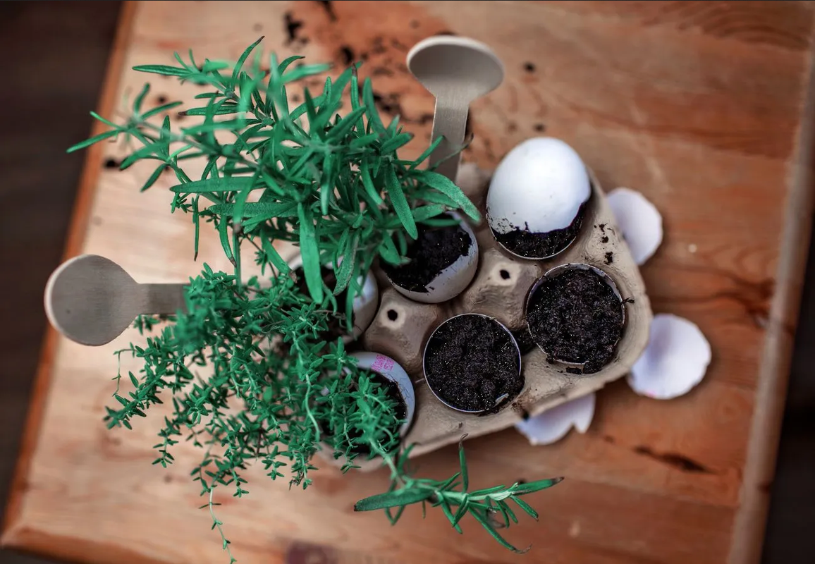 Así puedes usar la cáscara de huevo para tener plantas bonitas en casa