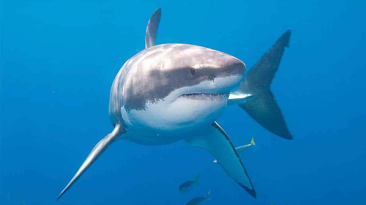 Tiburones nadando cerca de turistas en Florida desatan alarma “¡Salgan del agua!”