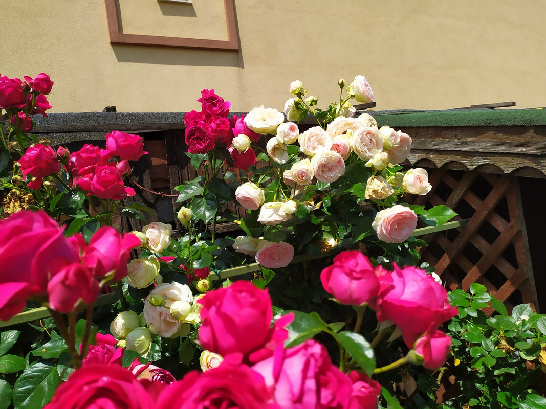 IMG_20200613_122328