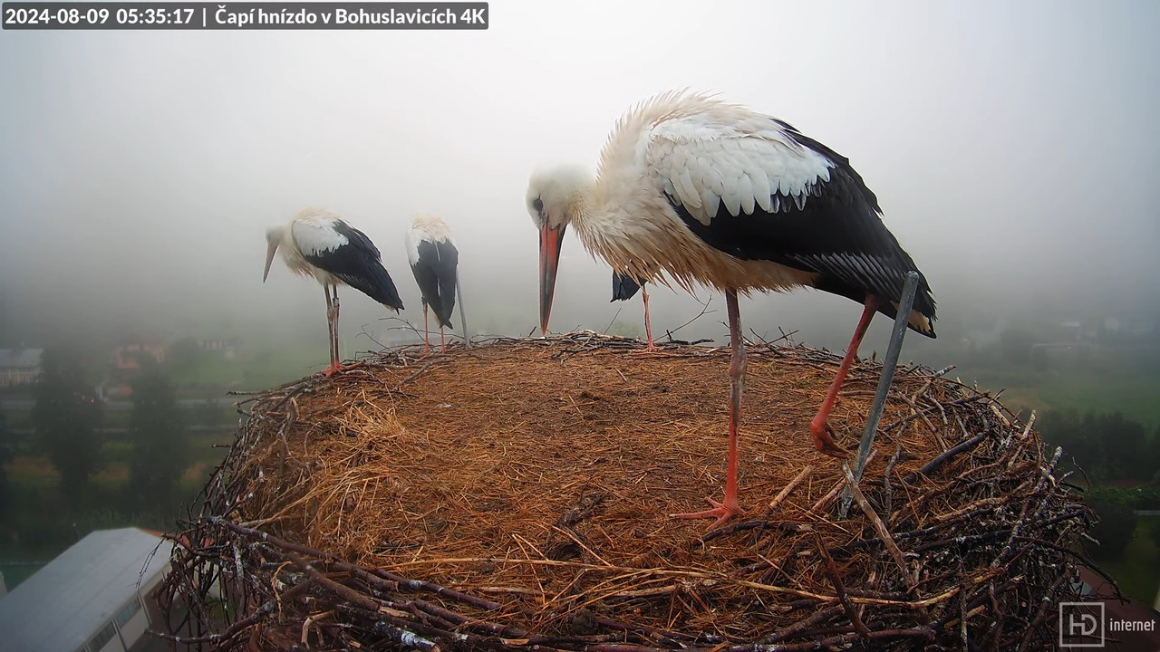 Tiešraidē no uzņēmuma KARA stārķa skursteņa Bohuslavicē pie Trutnovas 10-9-53 screenshot
