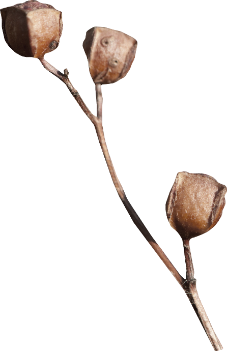 Autumn Witchery (122)