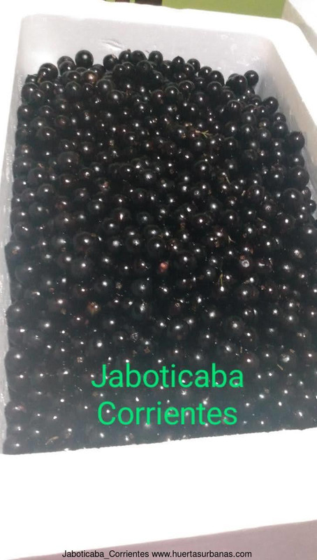 Huertasurbanas_com-IMG-20211025-WA0005_2.jpg-20211025_091256Jaboticaba_Corrientes