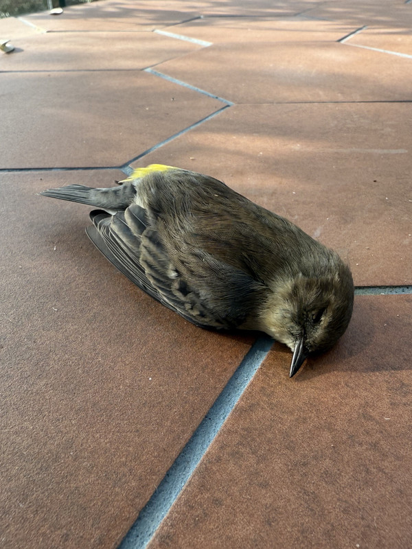 a dead bird with a brown body, dark brown wings, and a yellow back from the side. its eyes are closed peacefully.
