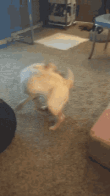 dog-running.gif