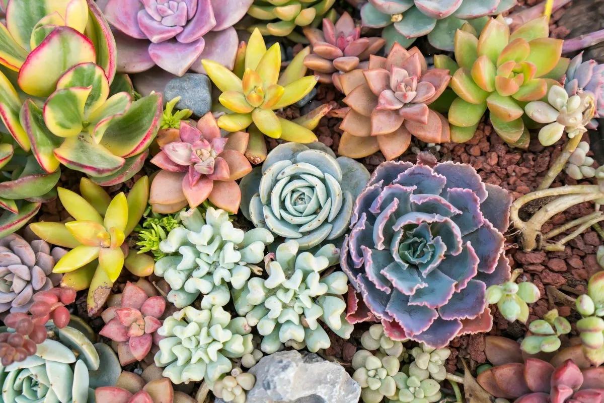 Cambia el color de tu suculenta Echeveria con este sencillo truco