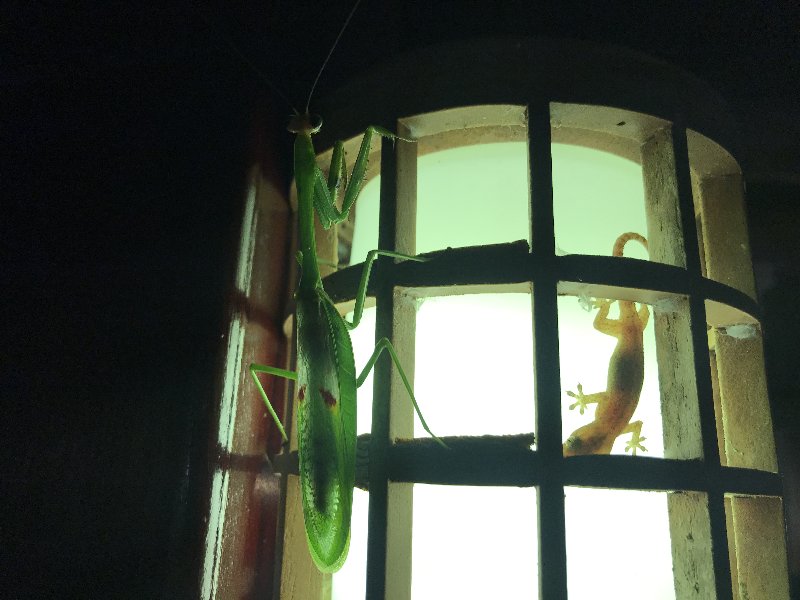 DIA 13: EXCURSIÓN DE UN DÍA A CORCOVADO - DE TORTUGAS Y PEREZOSOS. COSTA RICA 2019 (75)