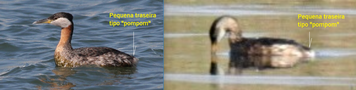 Mergulhão-de-faces-brancas (Podiceps grisegena) Comparativo-7-cauda-pompom