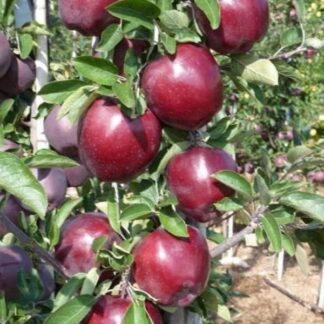 Саджанці плодових дерев що радуватимуть роками