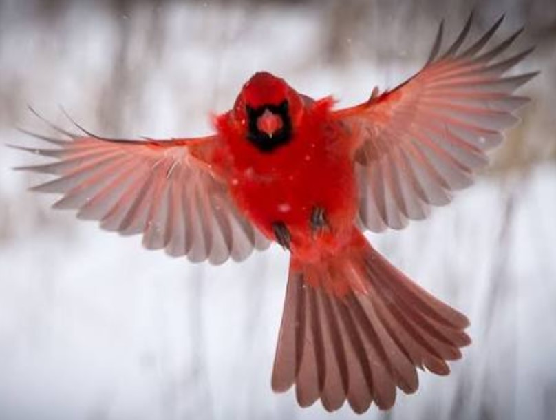 Cardinal