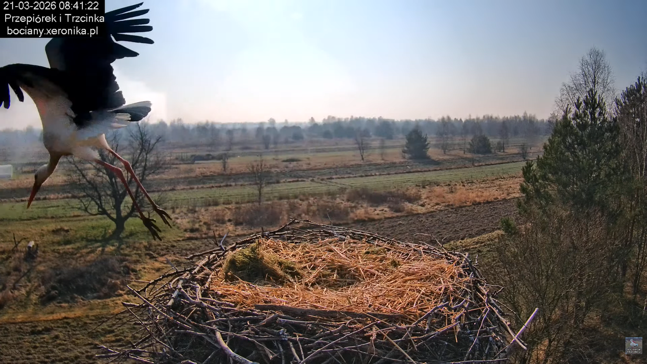 21032026bociany 15