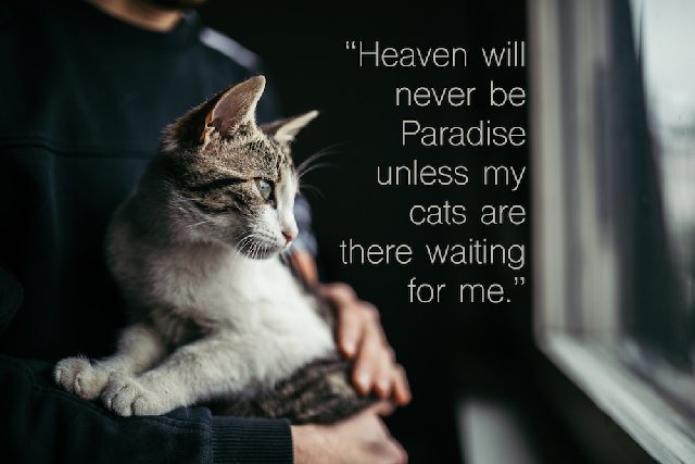 cat-calendar.jpg