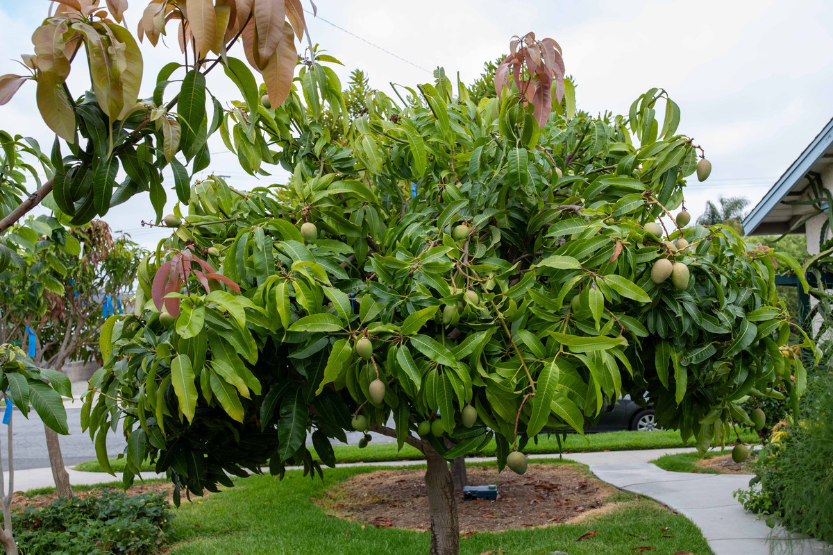 8U1A4387  Sweet Tart Mango - Top Half of Tree at 8.30 AM (8-4-23)