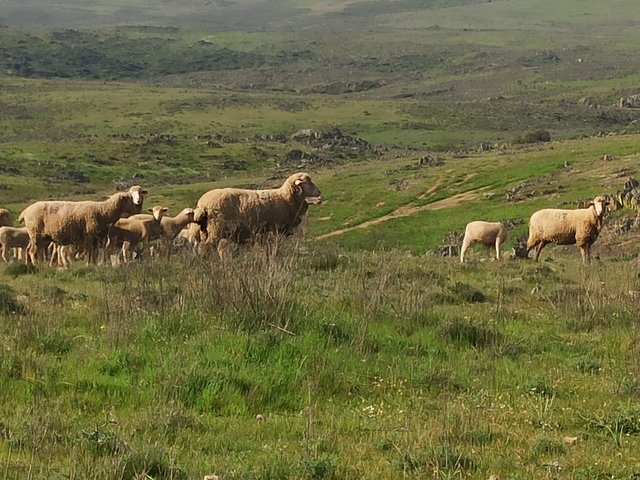 Comarca de La Siberia (Badajoz) - Gastronomía típica ✈️ Foro Extremadura