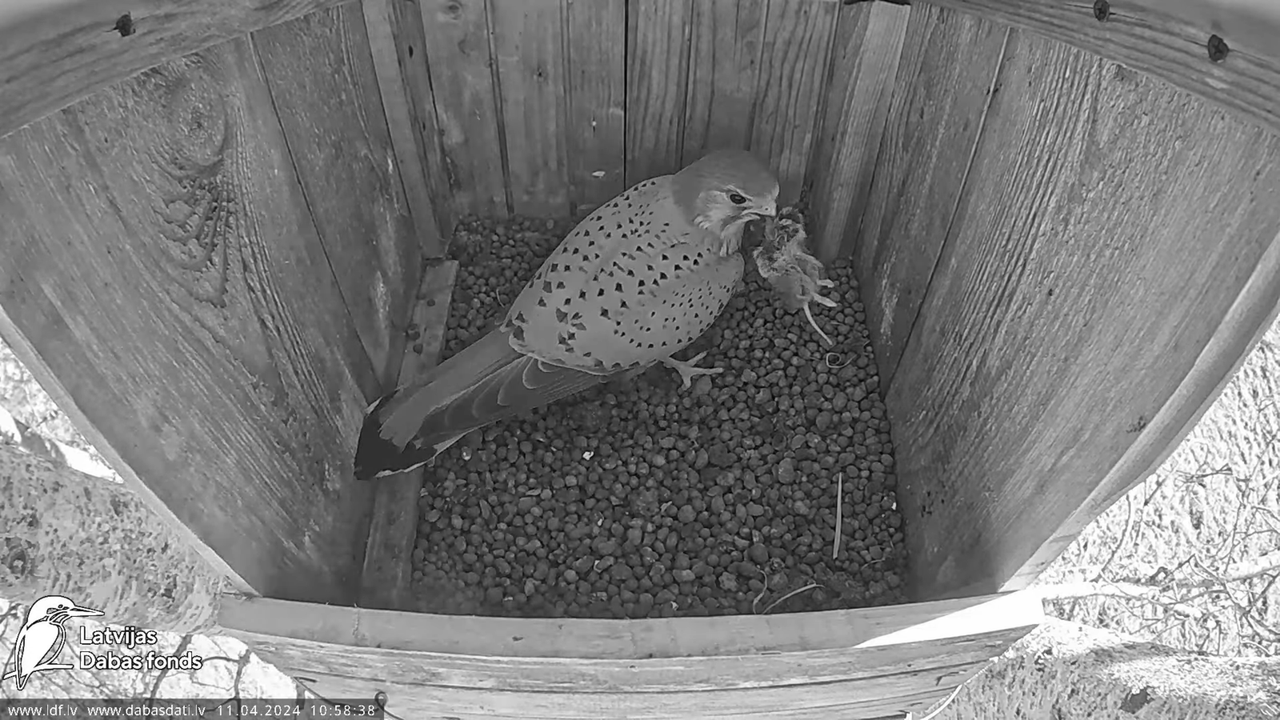 Lauku piekūns Skrīveru apkārtnē 11-34-44 screenshot