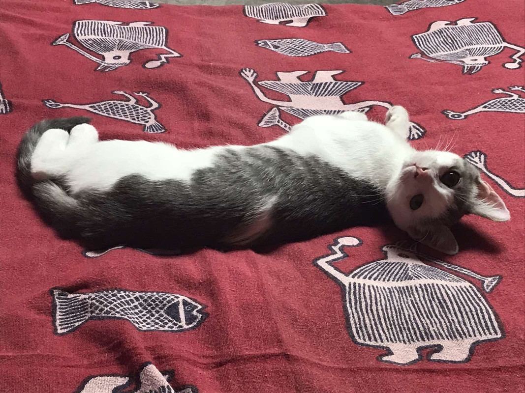 81CEB02E-1E6E-4C68-ABA1-3B90DDDE097B