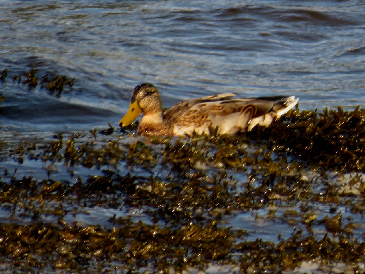 Shoveler