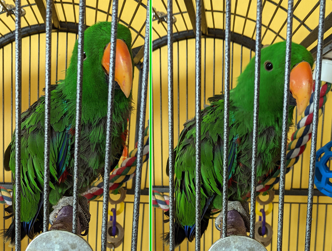 Eclectus-Ranger-2-years-2020-Dec-30.jpg