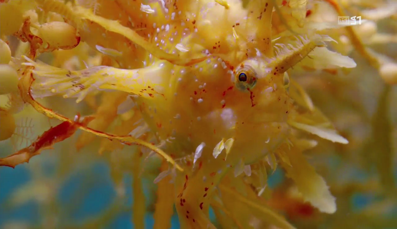 vlcsnap-2016-12-08-09h36m36s335