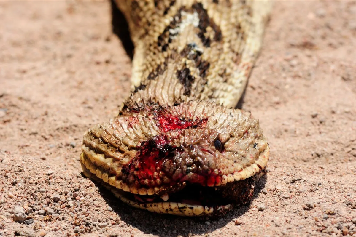 ¿Qué significa encontrar una serpiente muerta en tu casa?